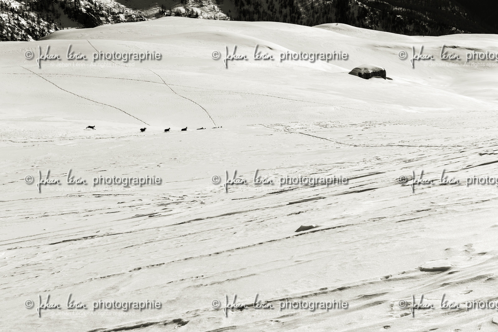 tete-merciere_isola-2000_mercantour_alpes-maritimes_france-4889.jpg
