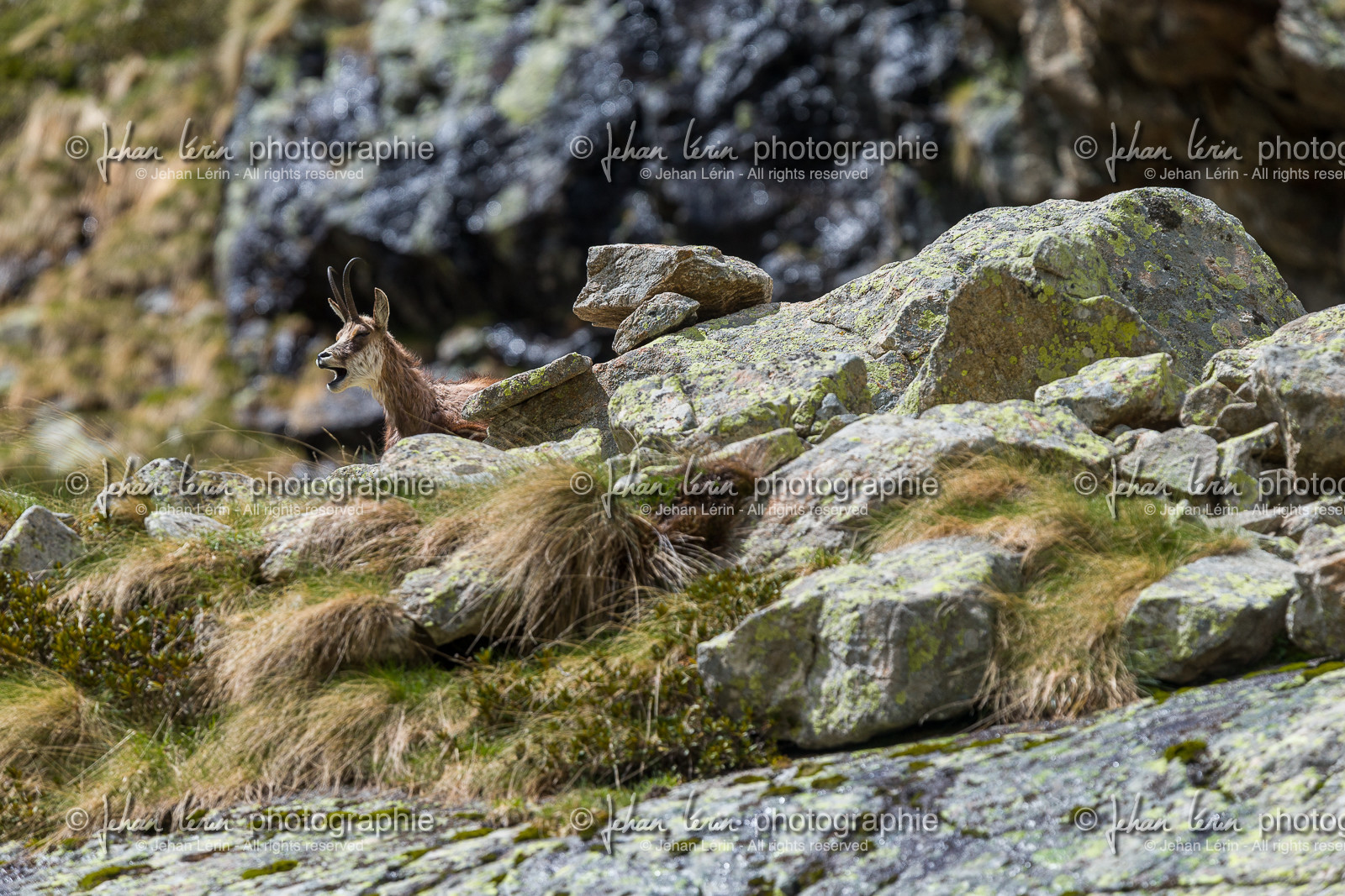 chamois_la-gordolasque_mercantour_jl_1dx_20-05-2020-0474.jpg