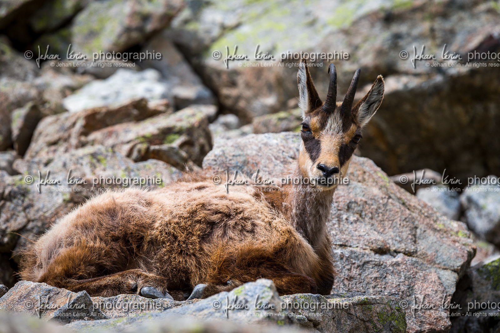 chamois_madone-de-fenestre_jl_1dx_06-06-2017-0031.jpg