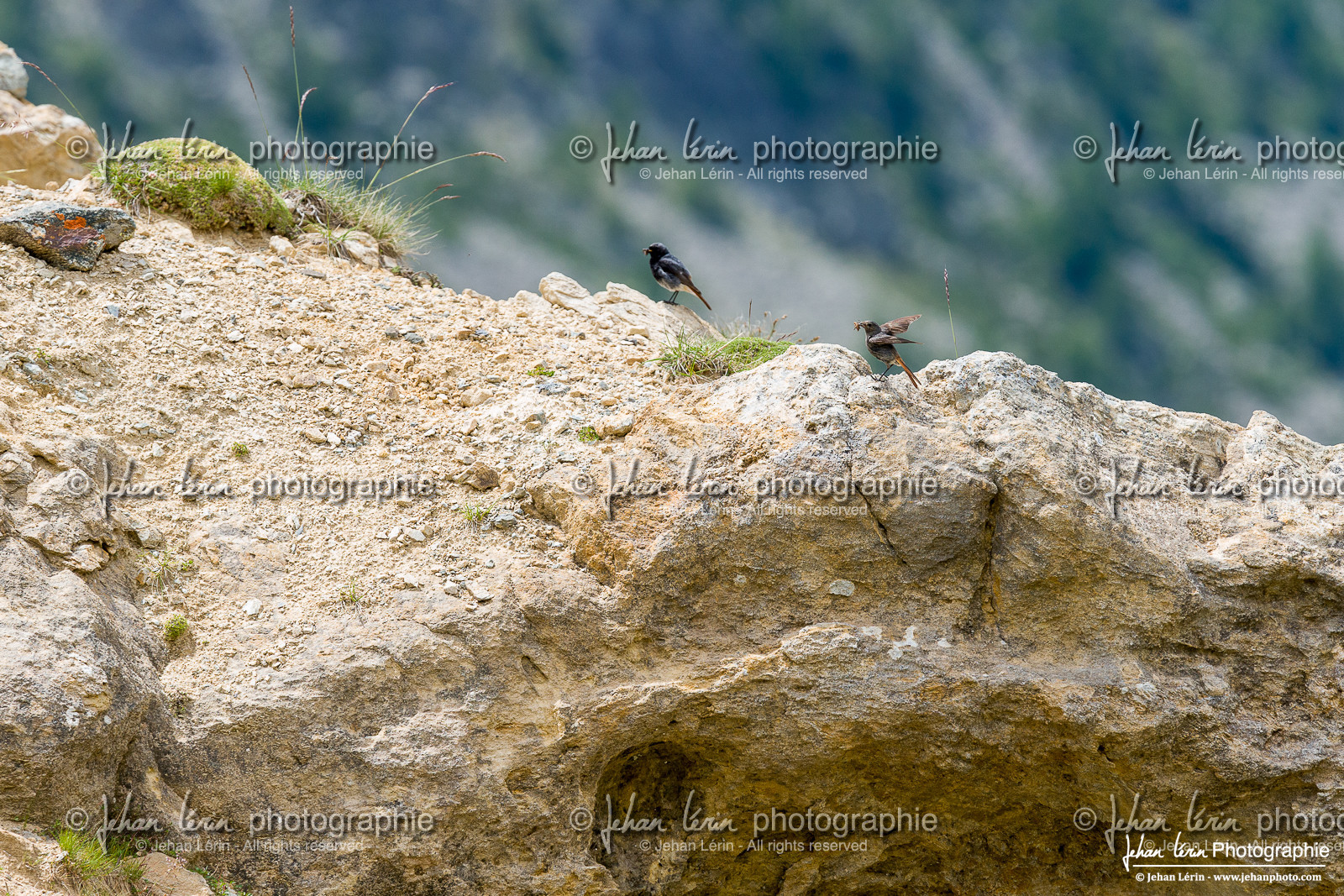 Rougequeue Noir - Black Redstart