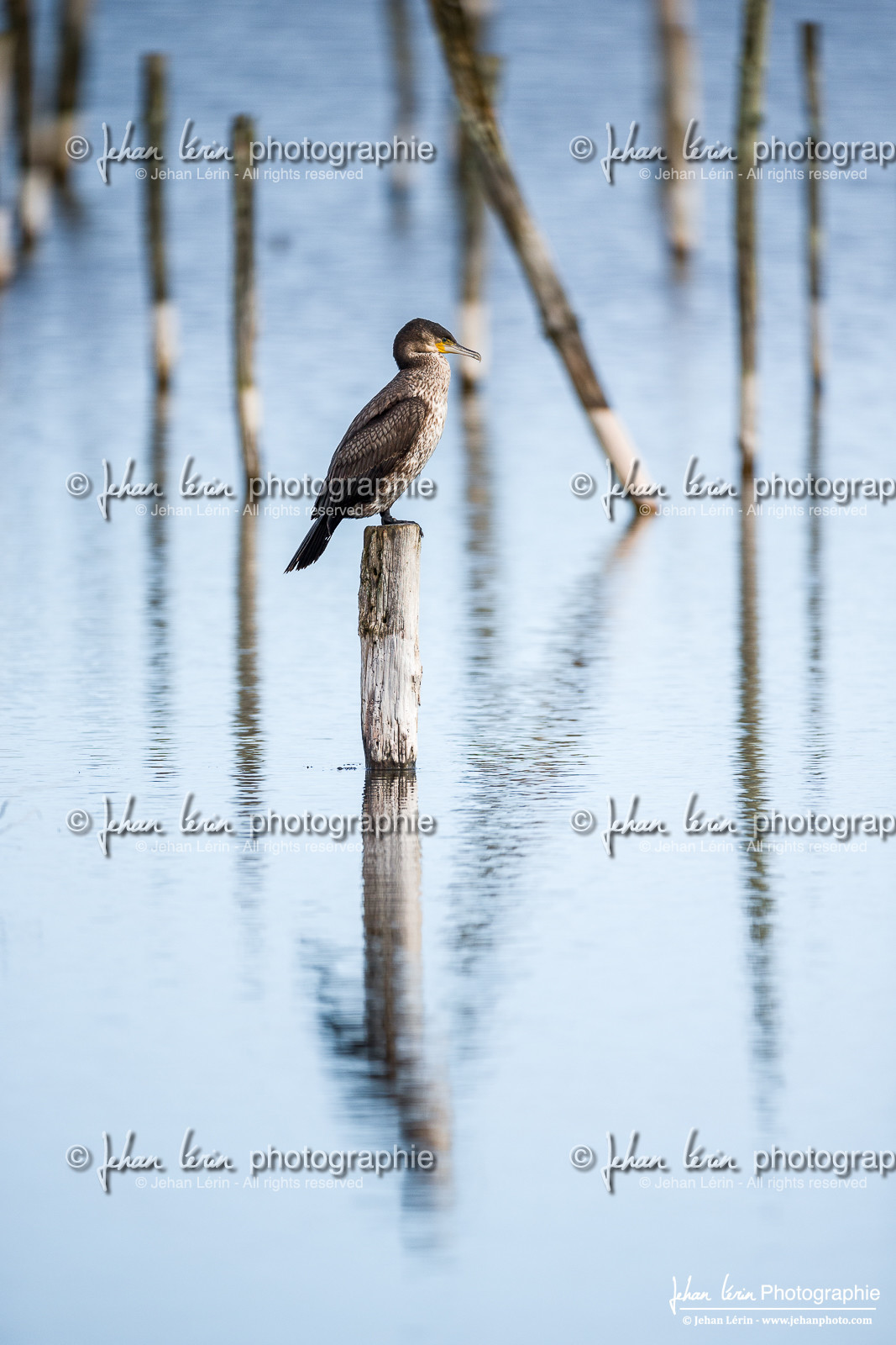 Cormoran - Great Cormorant