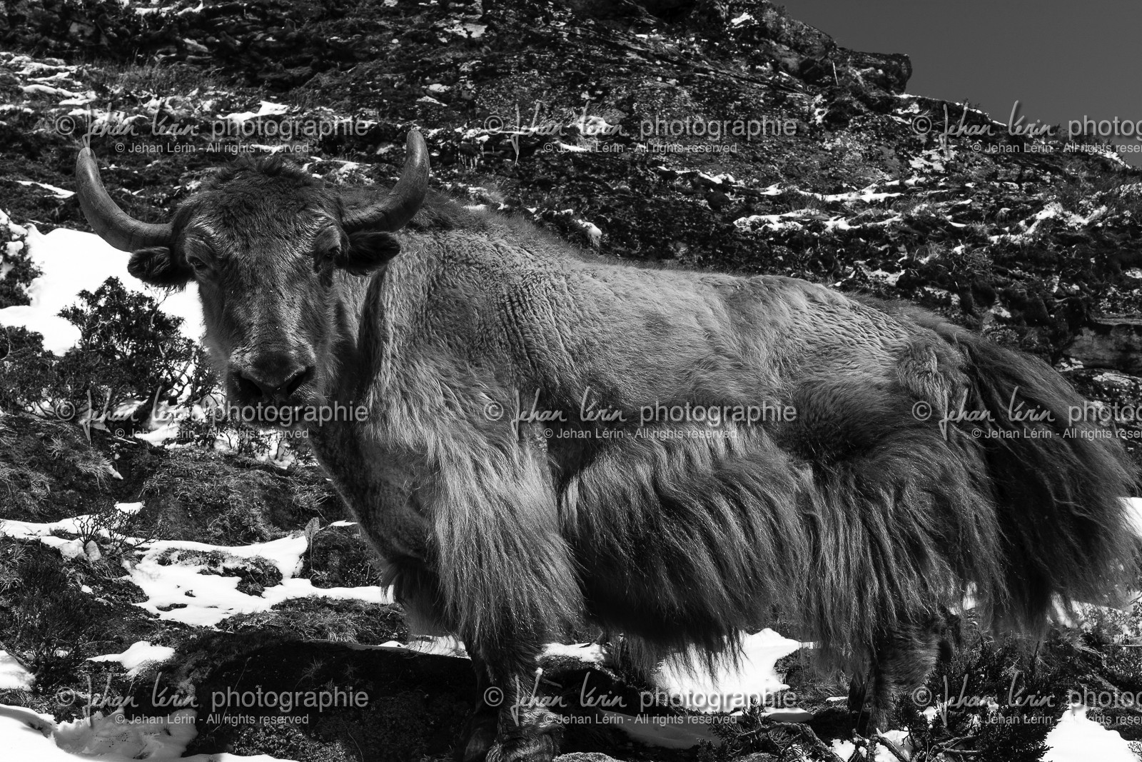 Yak sur le chemin menant à Pangboche (4000m) - Région de l'Everest