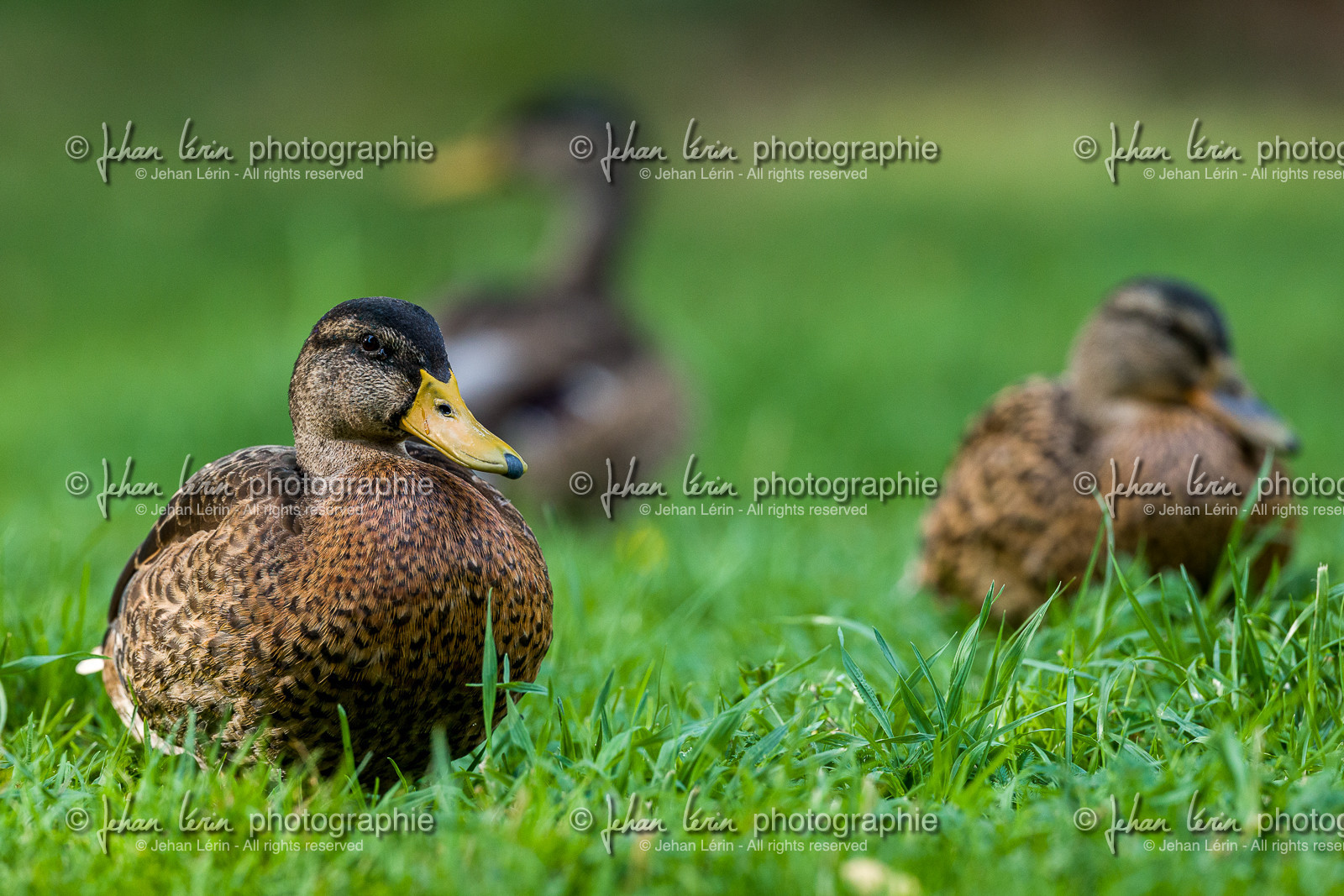 Canard col vert