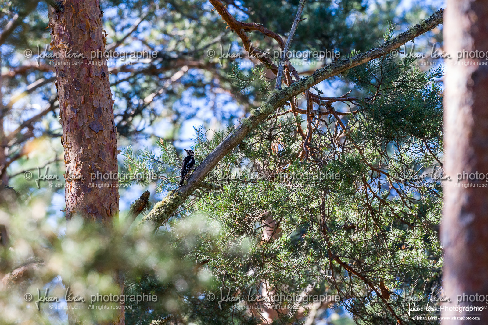 Pic Epeiche - Great Spotted Woodpecker Pic Epeiche - Great Spotted Woodpecker