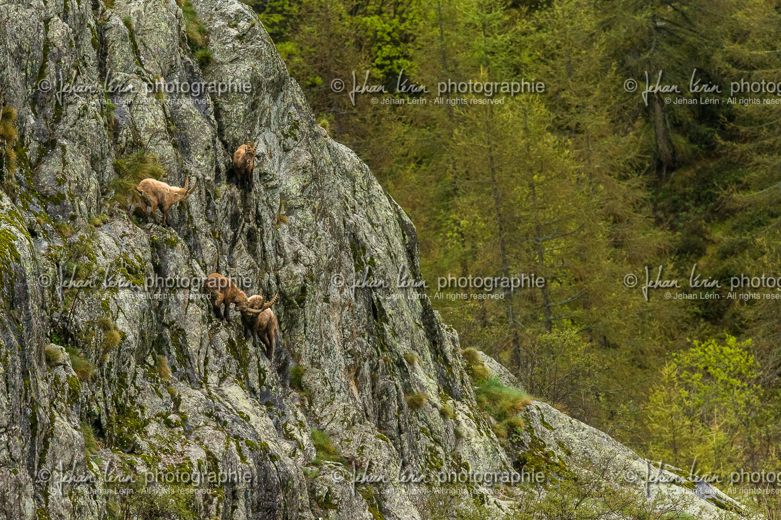 bouquetins_la-gordolasque_mercantour_jl_1dx_11-05-2020-0263.jpg