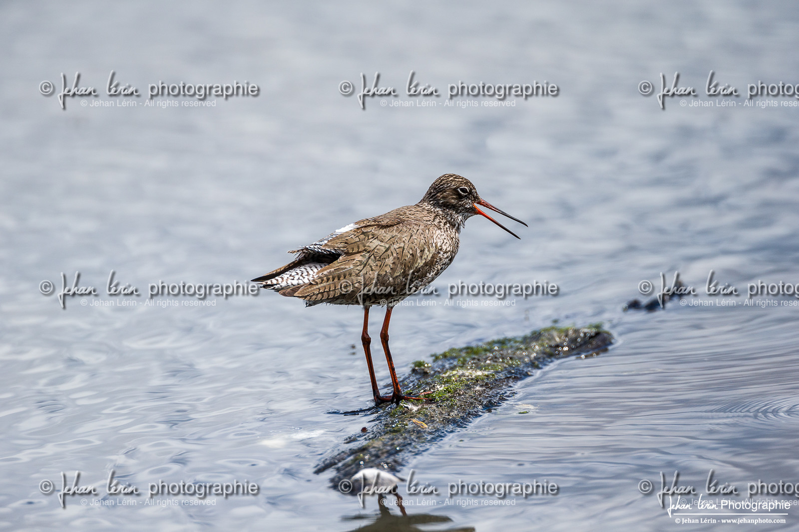 Chevalier Gambette - Common Redshank - Tringa Totanus Chevalier Gambette - Common Redshank - Tringa Totanus