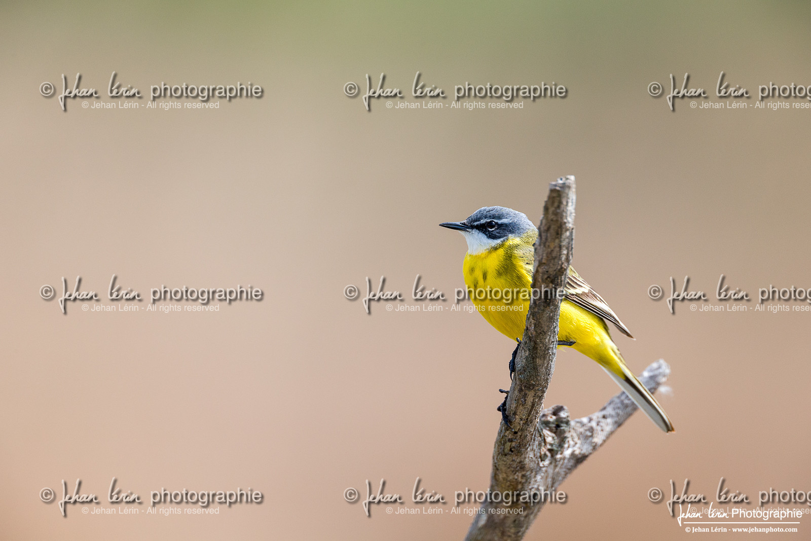 Bergeronnette Printanière - Western Yellow Wagtail