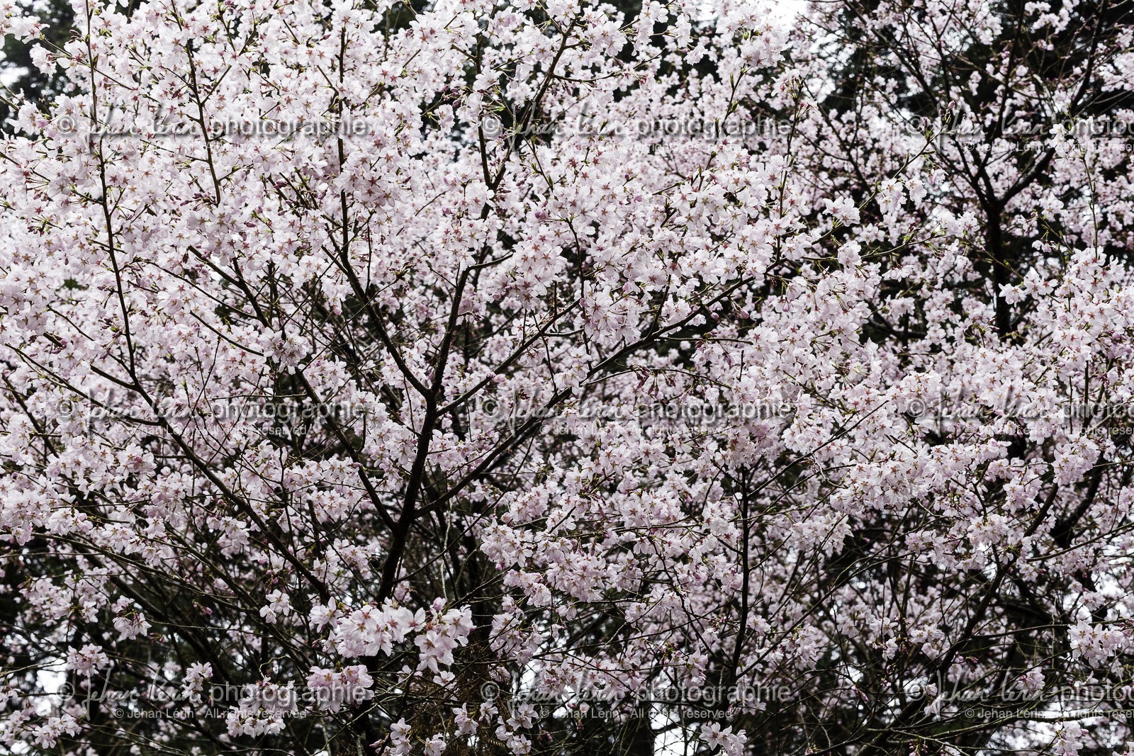 shoryuji_temple-36_shikoku_japon_18-03_2014-2879.jpg