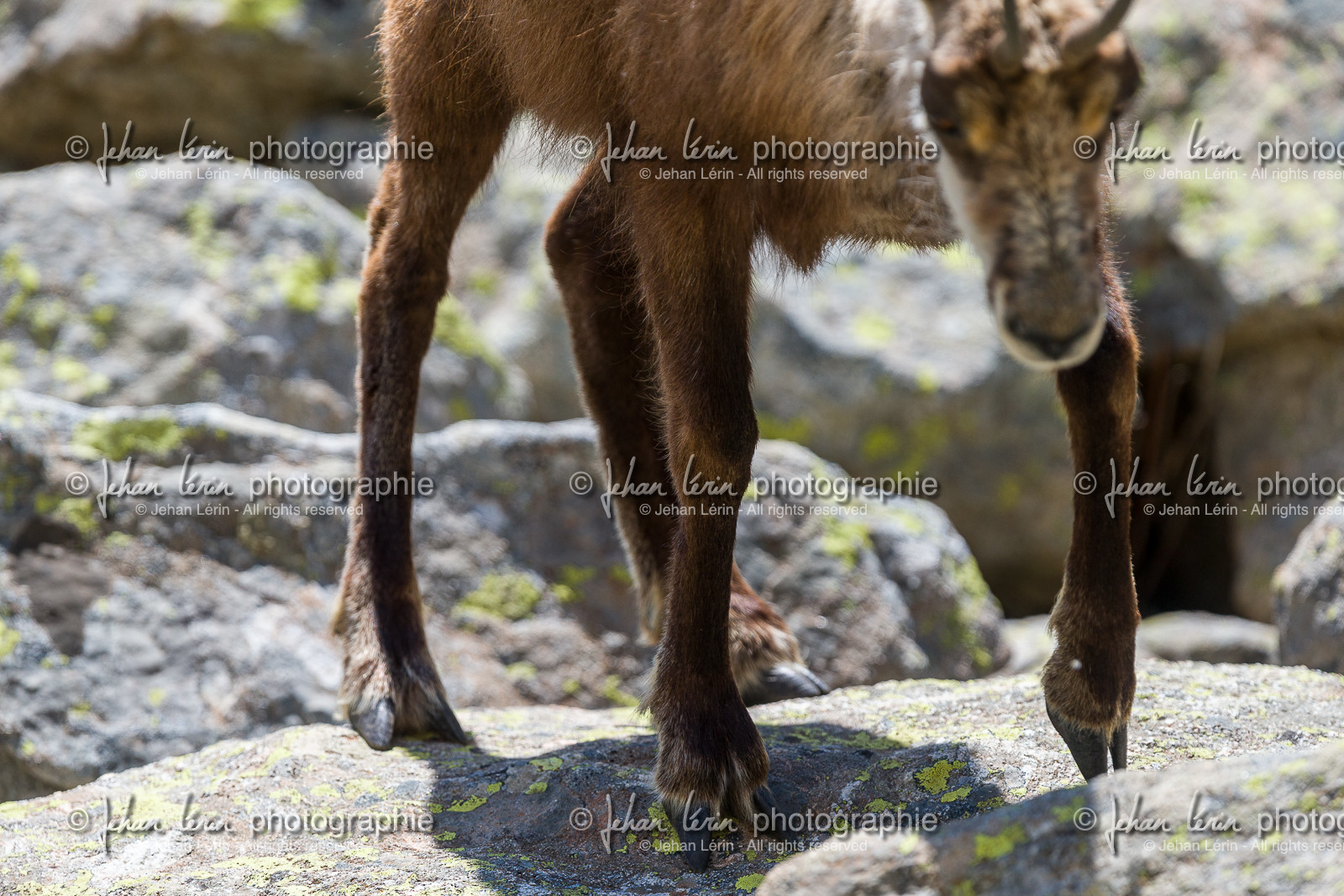 chamois_la-gordolasque_mercantour_jl_1dx_20-05-2020-0706.jpg