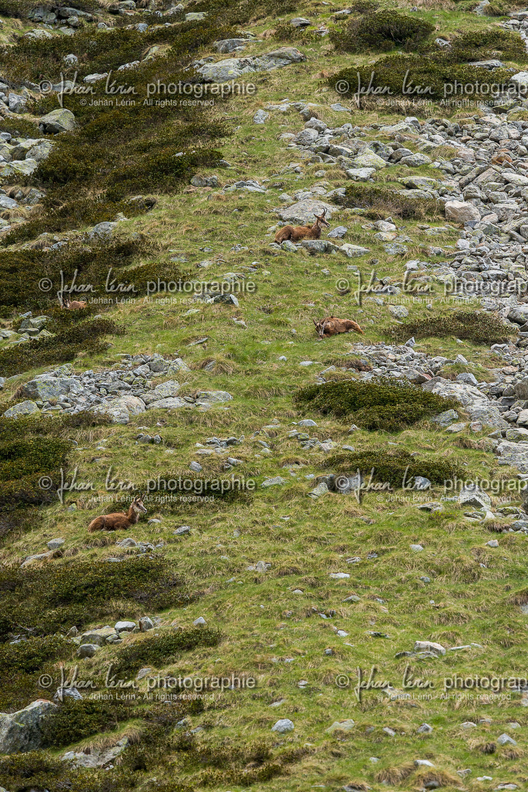 chamois_la-gordolasque_mercantour_jl_1dx_20-05-2020-0312.jpg