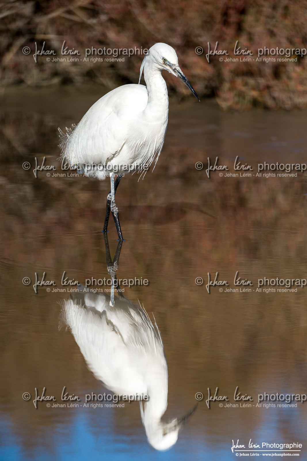 Grande Aigrette - Great Egret