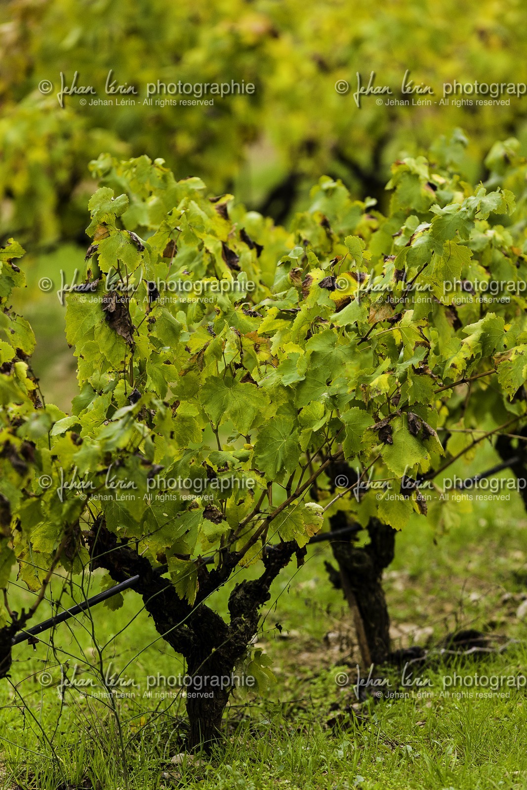 racc-spain-2012_ss3-terra-alta_vilbal-dels-arcs_09-11-2012-4843.jpg