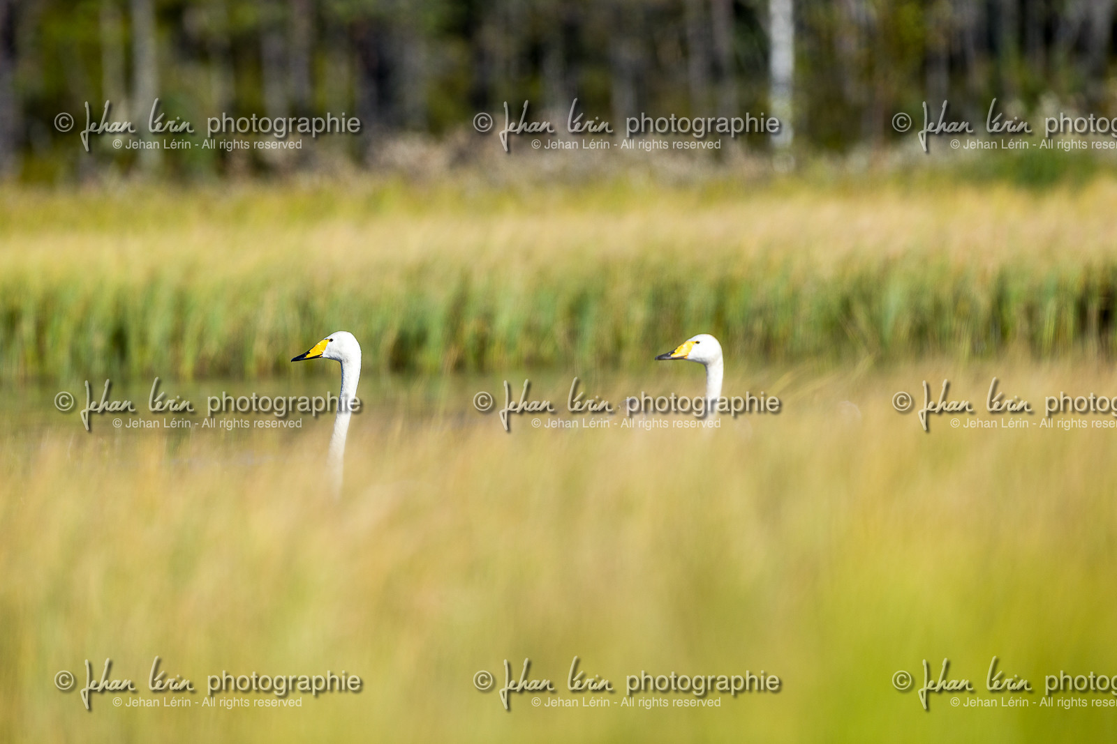 Cygnes