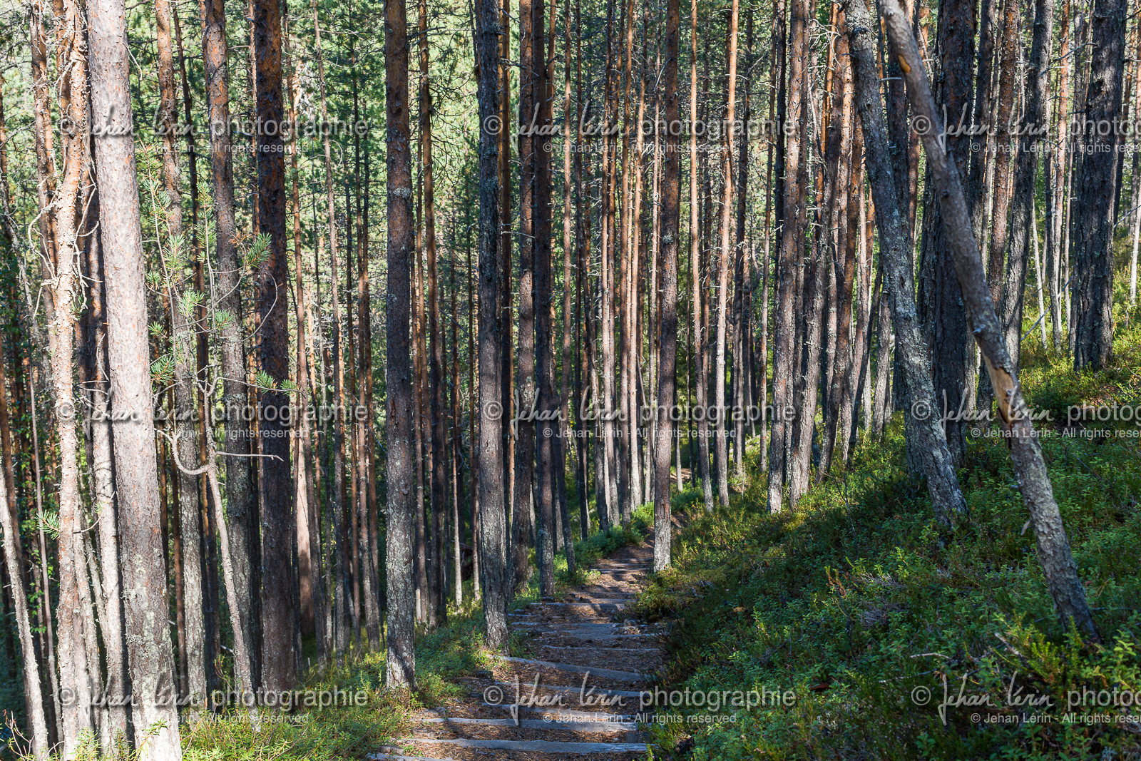 Trail de l'ours