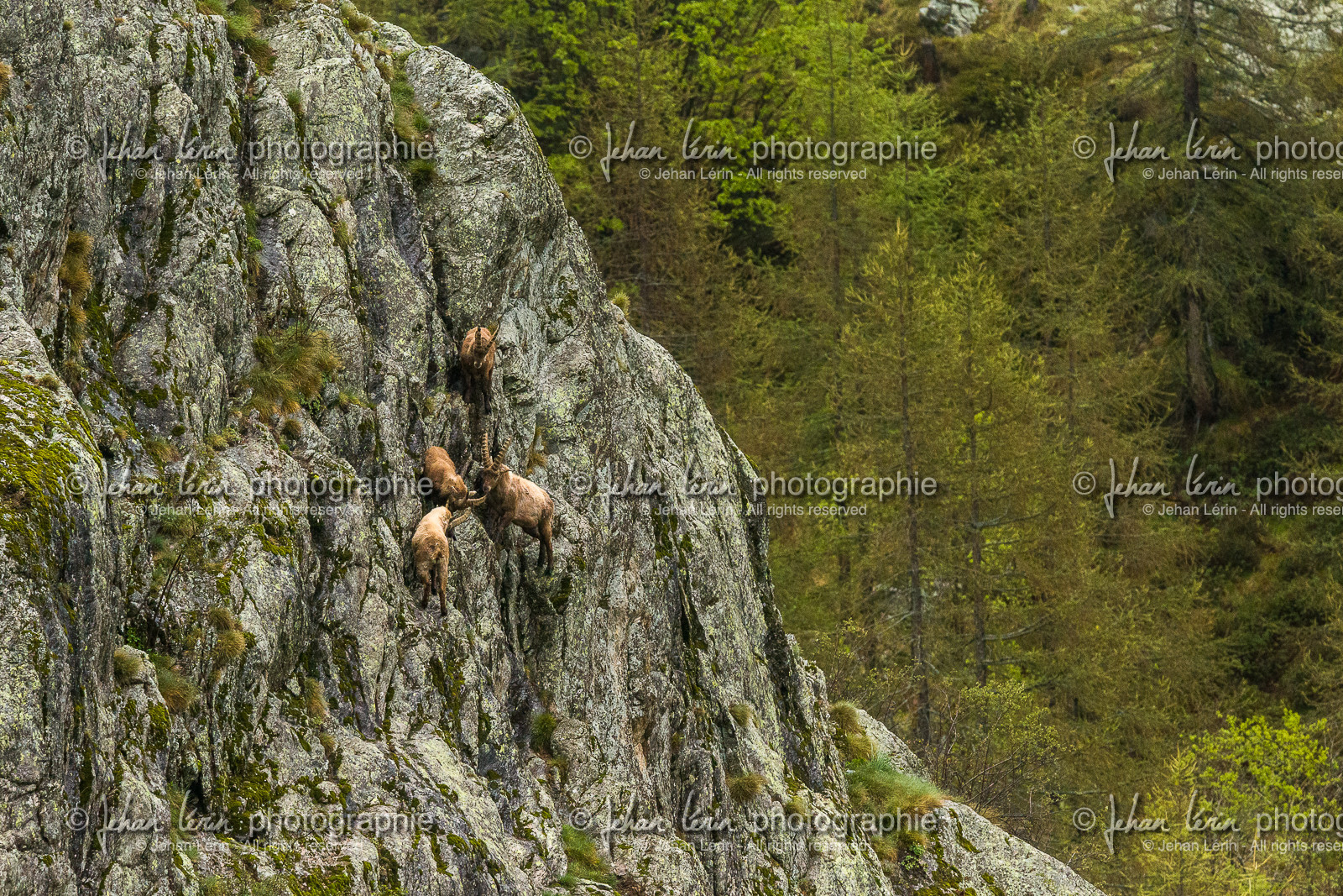 bouquetins_la-gordolasque_mercantour_jl_1dx_11-05-2020-0257.jpg