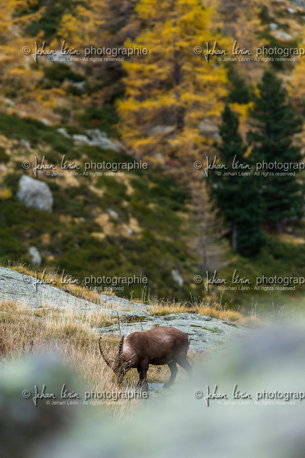 la-gordolasque_jehan-lerin_jl_1dx_11-11-2021-0080.jpg