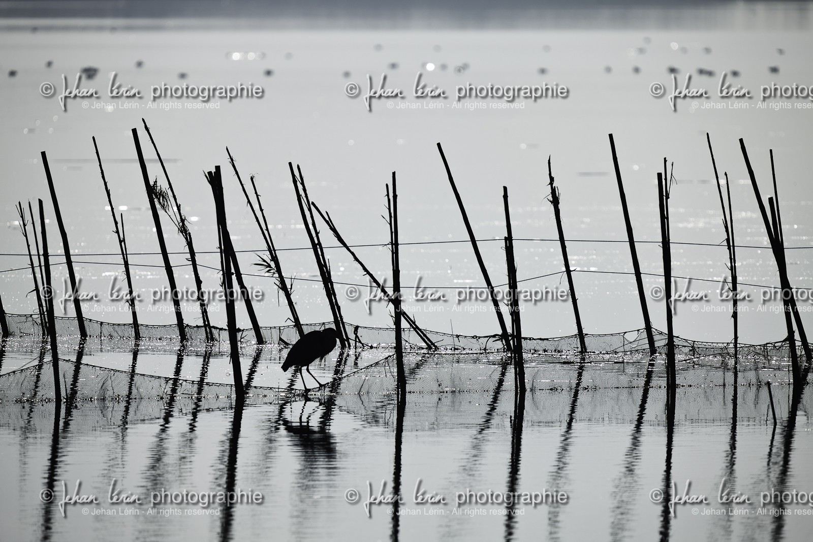 l-albufera_dec-2010-7914.jpg