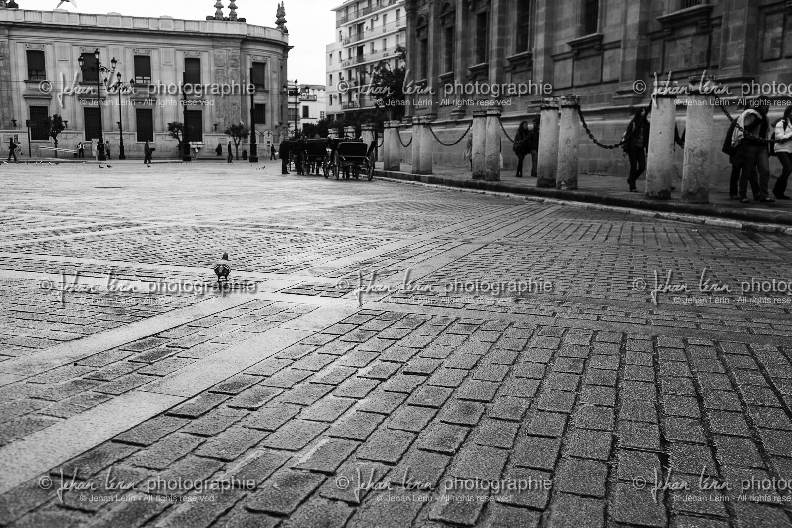 sevilla_19-01-2010-7948.jpg