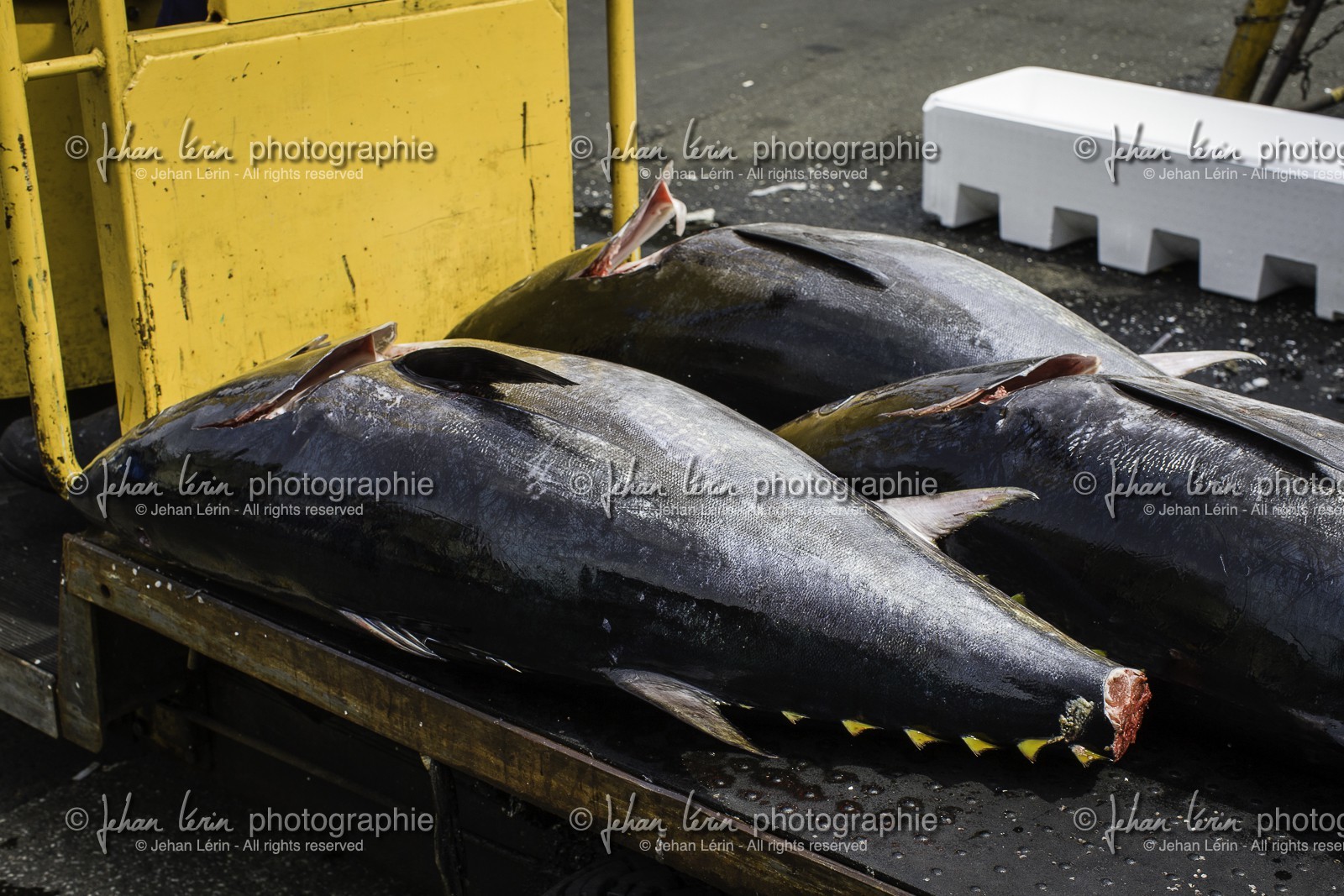 tsukiji-fish-market_tokyo_japon_jl_1dx_08-05-2014-6596.jpg