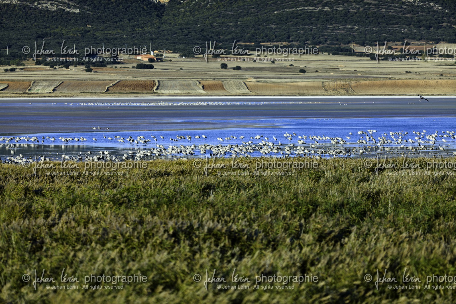 laguna-de-gallocanta_15-10-2009-5855.jpg