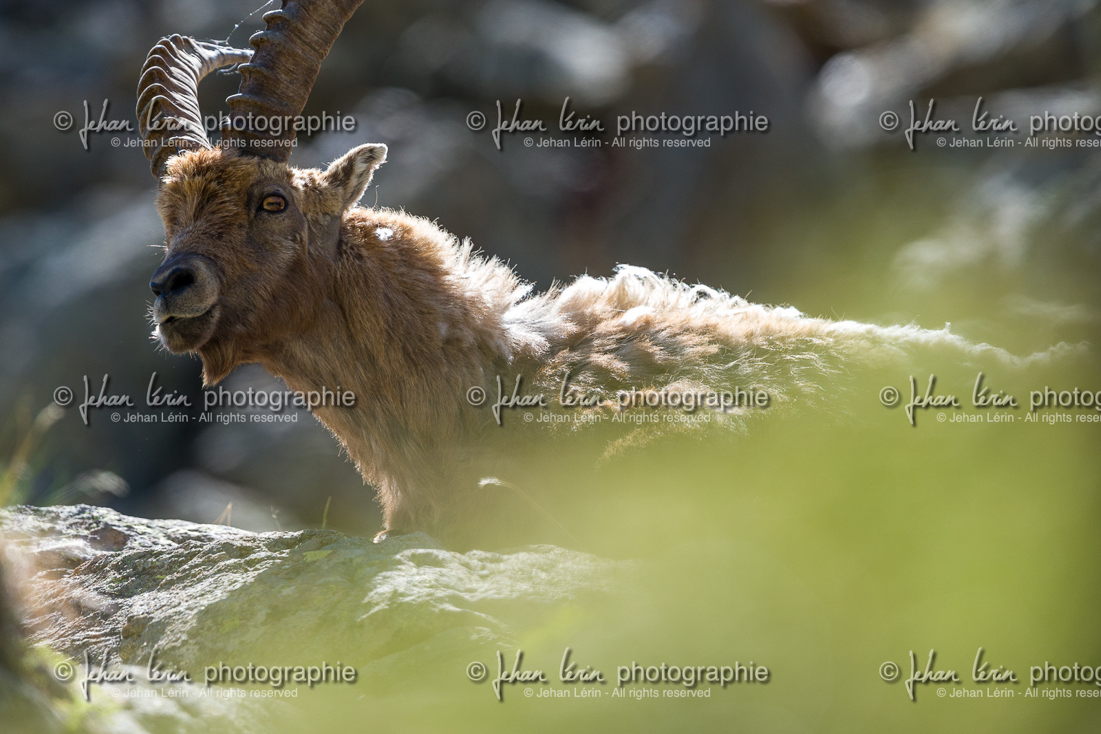 bouquetins_la-gordolasque_mercantour_jl_1dx_20-05-2020-0850.jpg