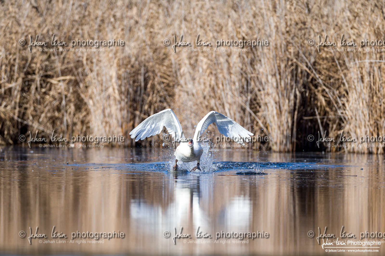 Cygne Tuberculé - Mute Swan