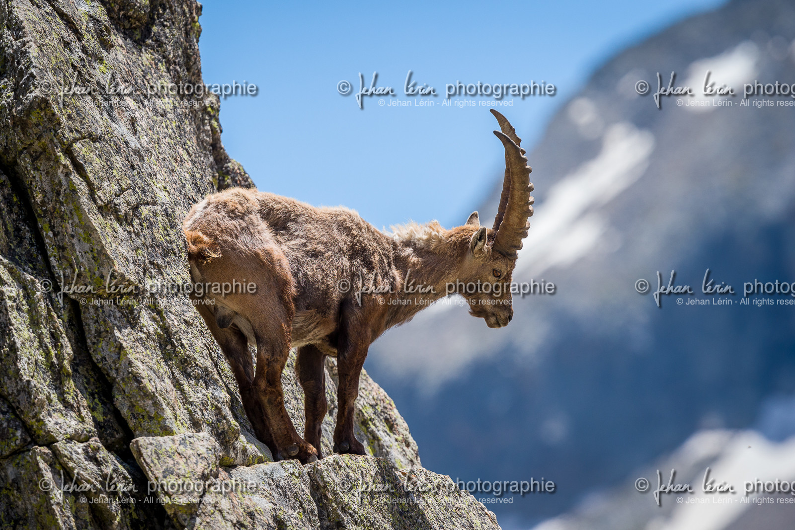 bouquetin_lac-de-fenestre_1dx_23-06-2019-0062.jpg