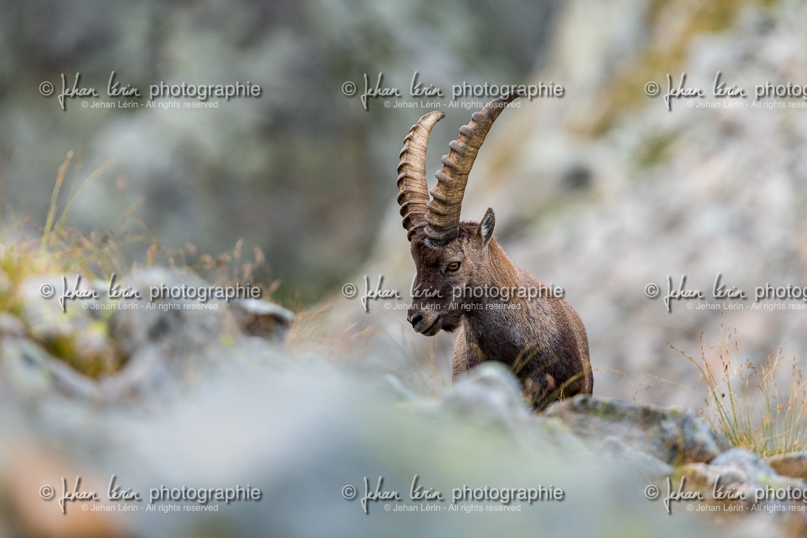 bouquetin_refuge-de-nice-lac-autier_jl_1dx_13-08-2017-0098.jpg