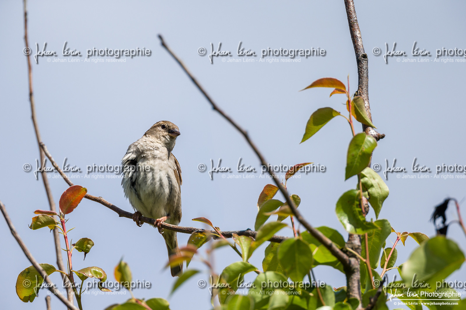 Bruant Proyer - Corn Bunting