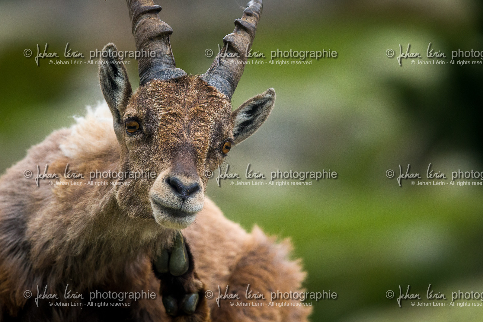 bouquetin_lac-autier_la-gordolasque_jl_1dx_28-06-2020-0096.jpg
