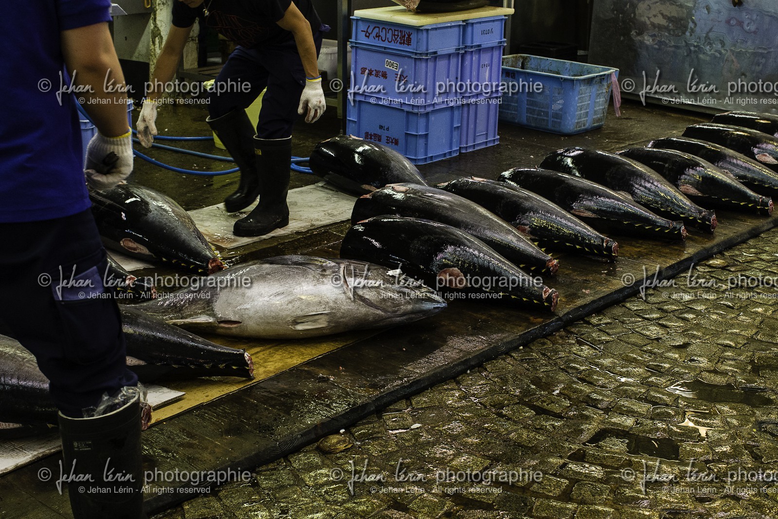 tsukiji-fish-market_tokyo_japon_jl_1dx_08-05-2014-6563.jpg