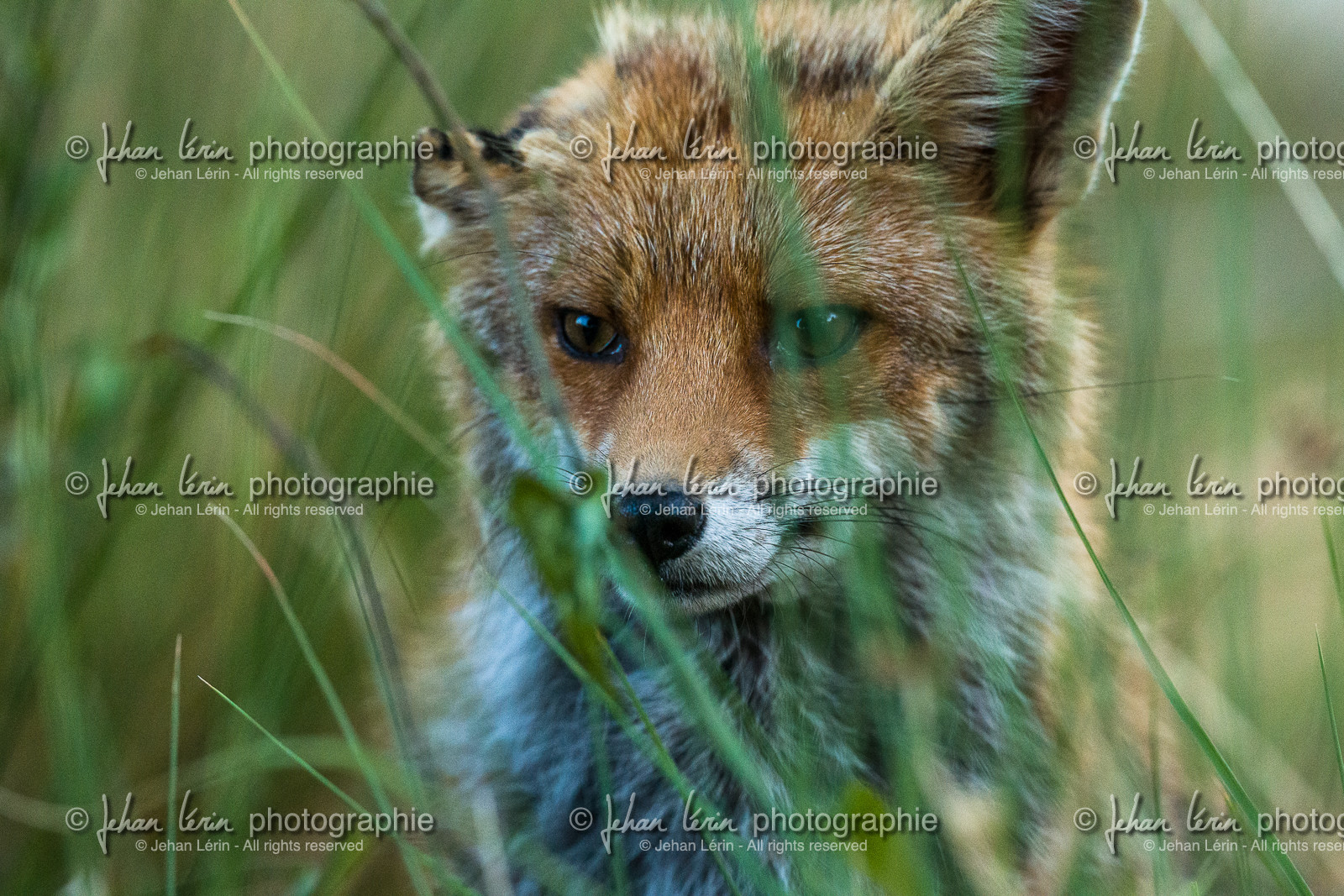 Renard Roux