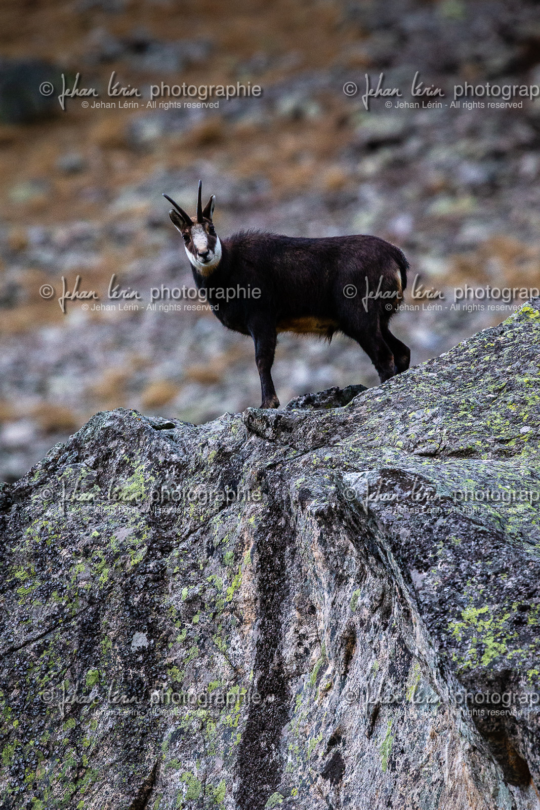 chamois-male-hiver_la-gordolasque_mercantour_alpes-maritimes_05-02-2016-2059.jpg chamois-male-hiver_la-gordolasque_mercantour_alpes-maritimes_05-02-2016-2059.jpg
