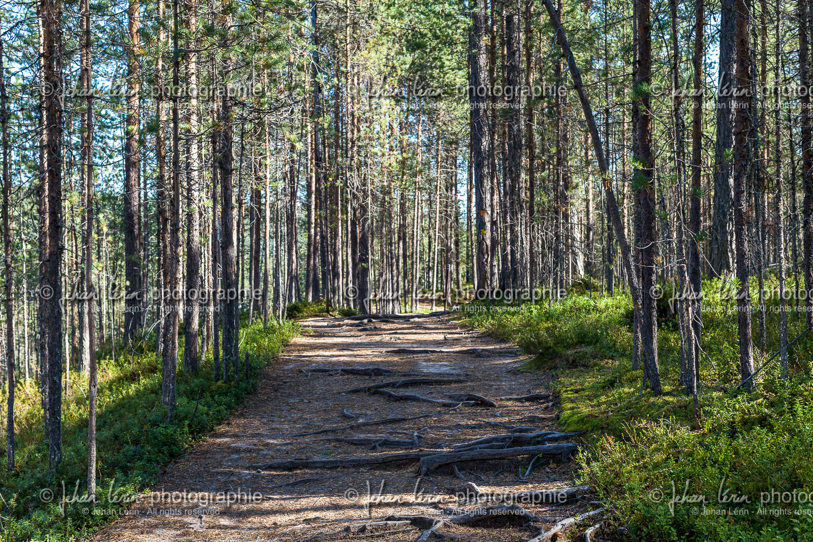 Trail de l'ours