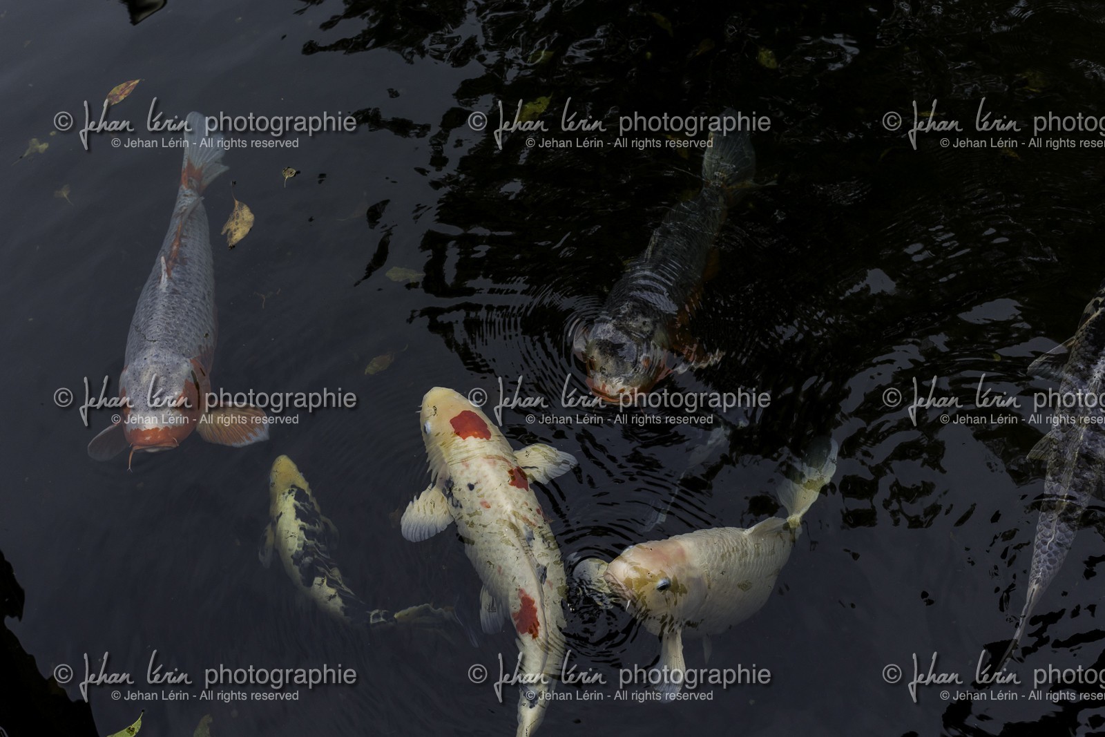 nankobo_temple-55_shikoku_japon_31-03_2014-3509.jpg