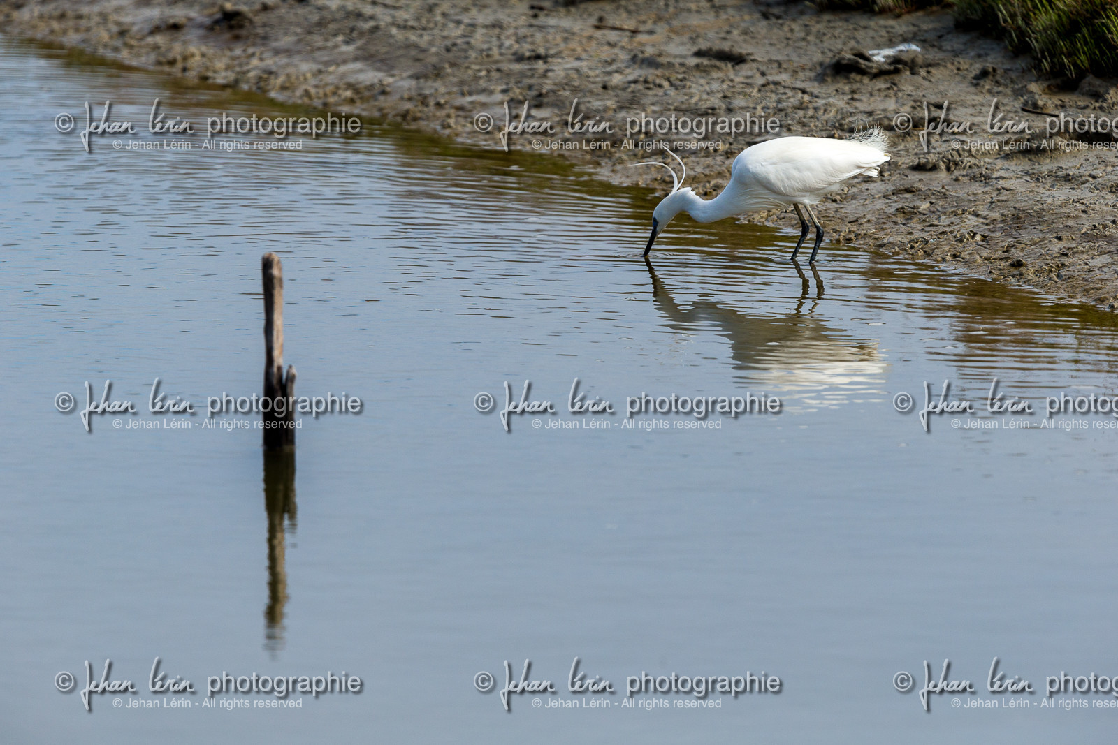 aigrette-garzette_stes-maries-de-la-mer_camargue_jl_1dx_06-05-2021-0128.jpg