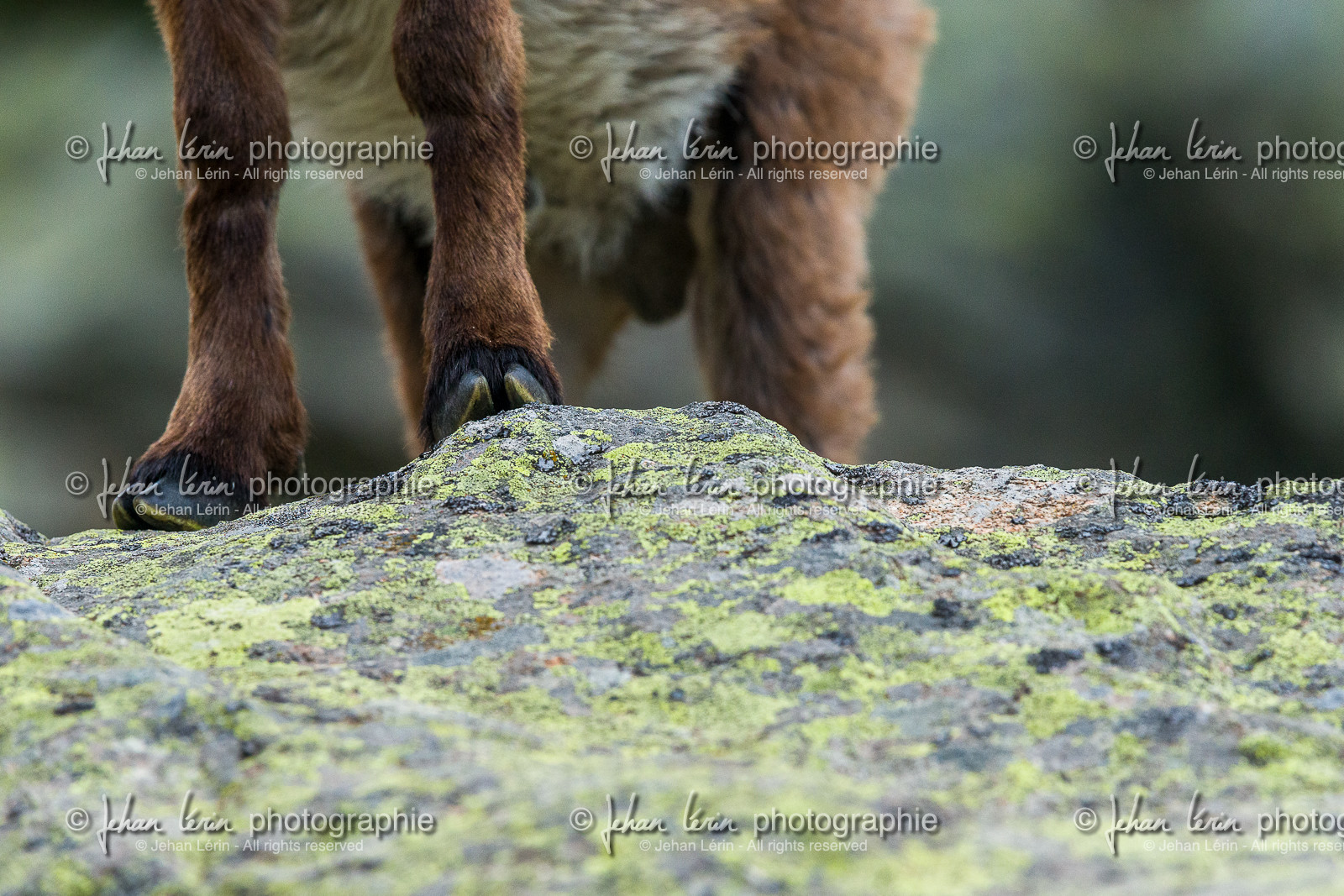 bouquetin_lac-autier_la-gordolasque_jl_1dx_28-06-2020-0090.jpg