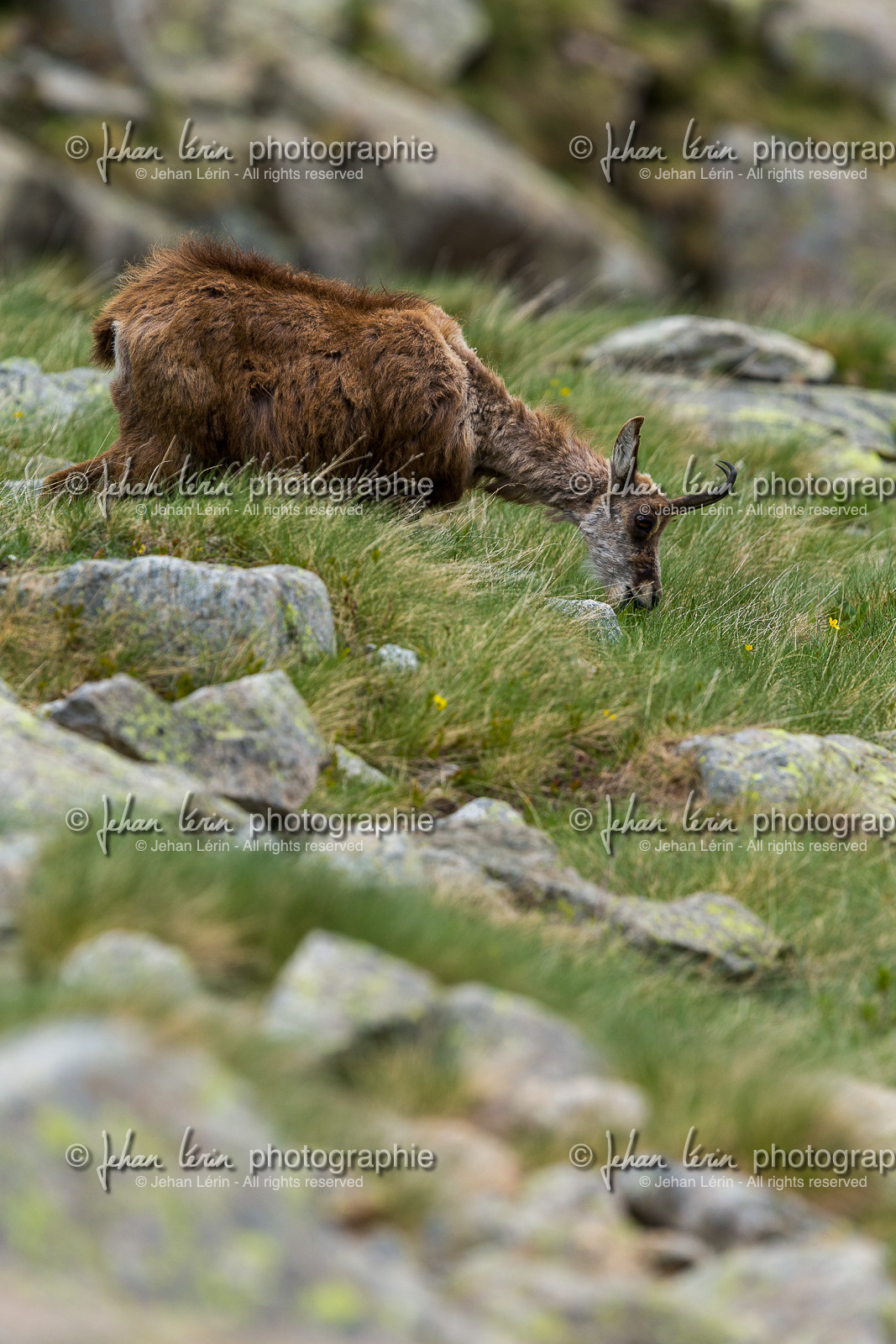 chamois_la-gordolasque_mercantour_jl_1dx_20-05-2020-0263.jpg