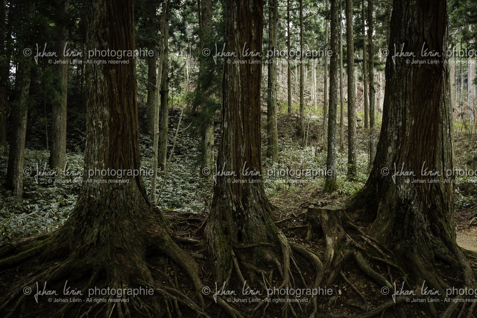 koyasan_japon_jl_5d3_16-04-2014-1375.jpg