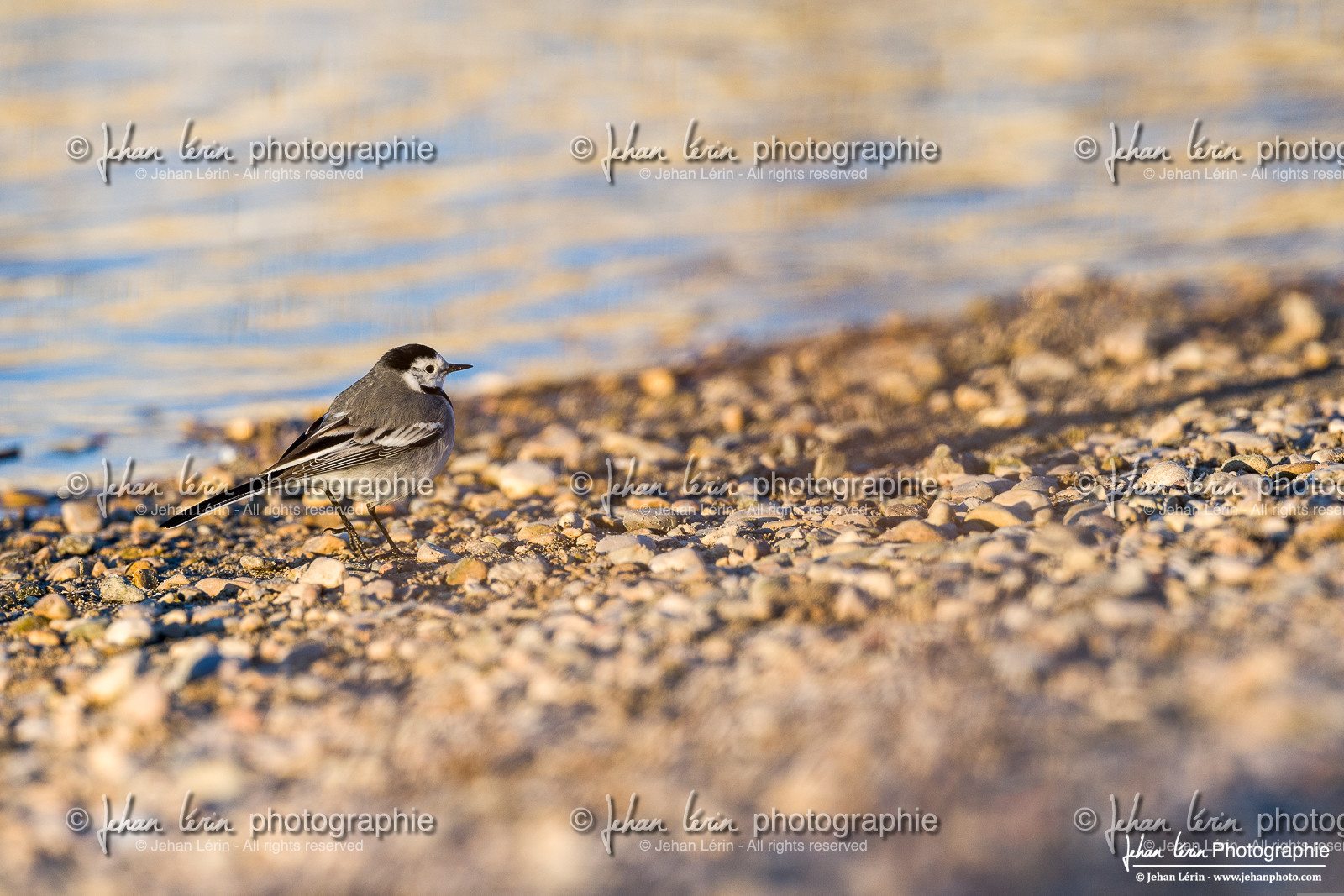 Bergeronnette Grise - White Wagtail   Pied Wagtail Bergeronnette Grise - White Wagtail   Pied Wagtail