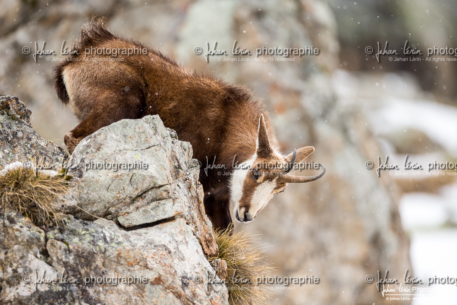 Chamois