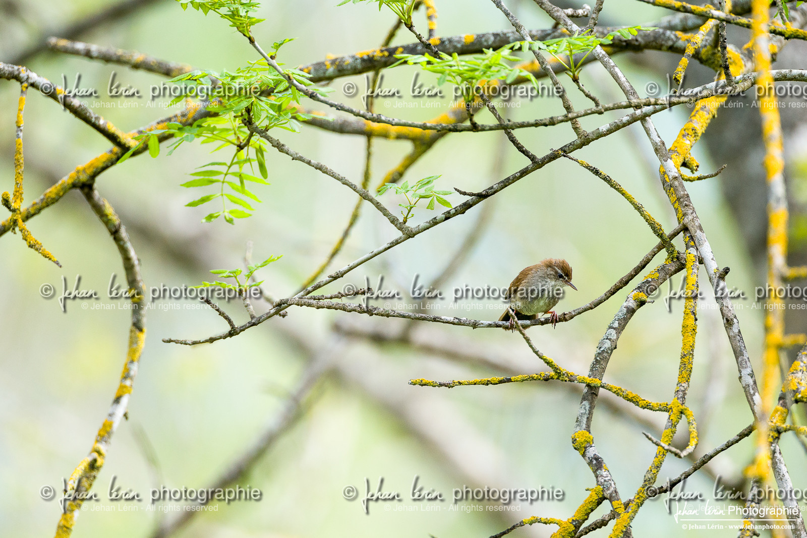 Bouscarle de Cetti - Cetti's warbler