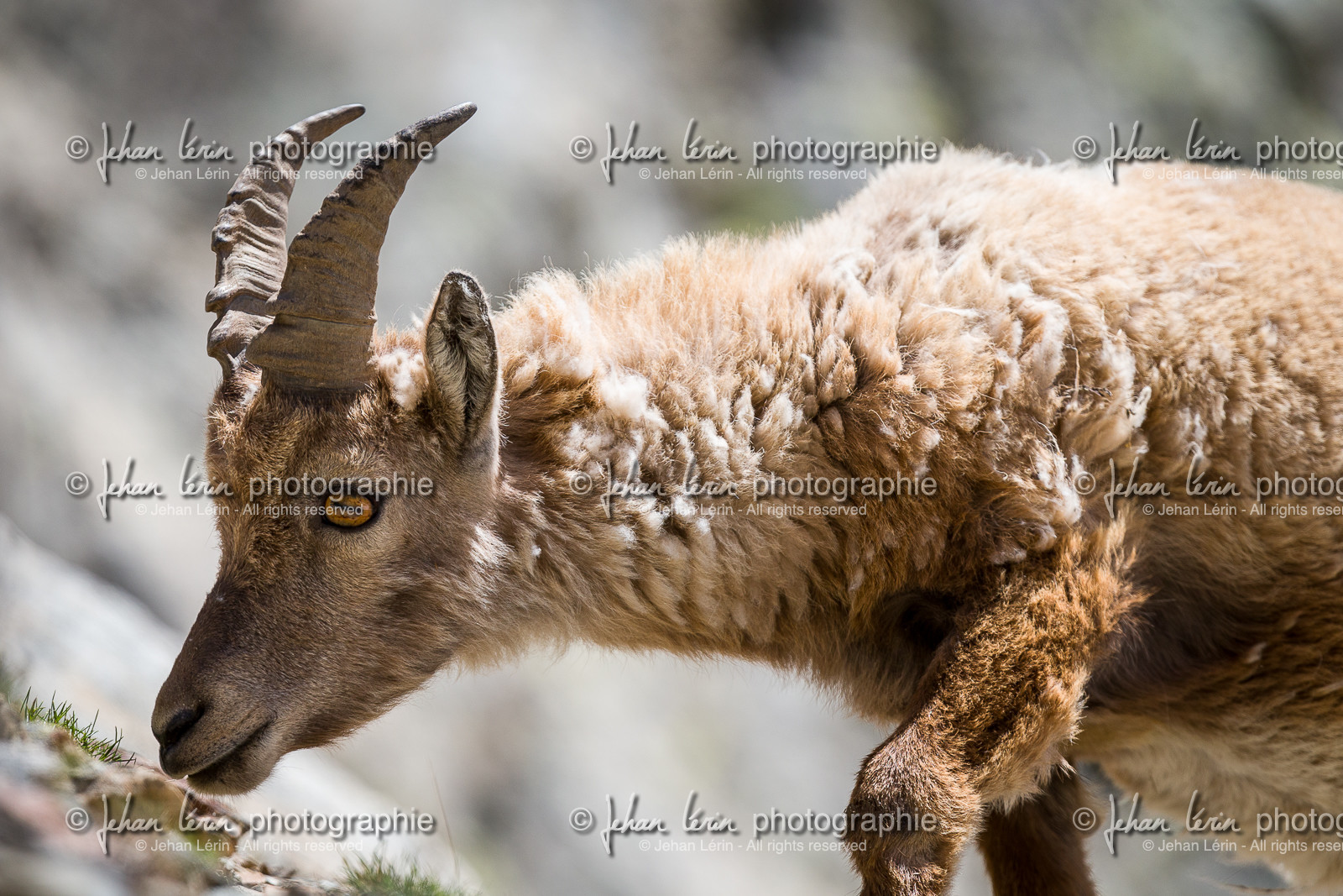 bouquetin_lac-de-fenestre_1dx_23-06-2019-0068.jpg