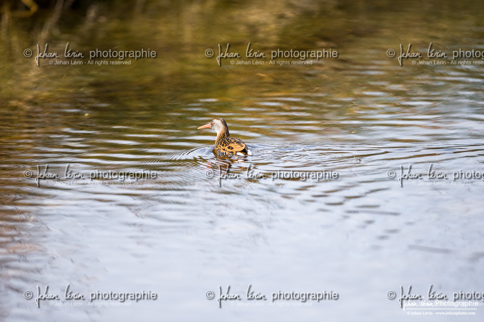 Râle d'eau - Water Rail