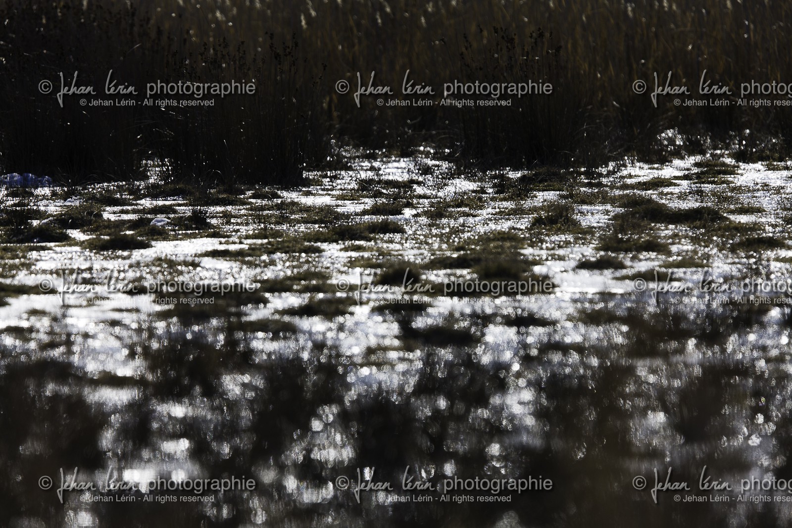 laguna-de-gallocanta_01-02-2011-8466.jpg