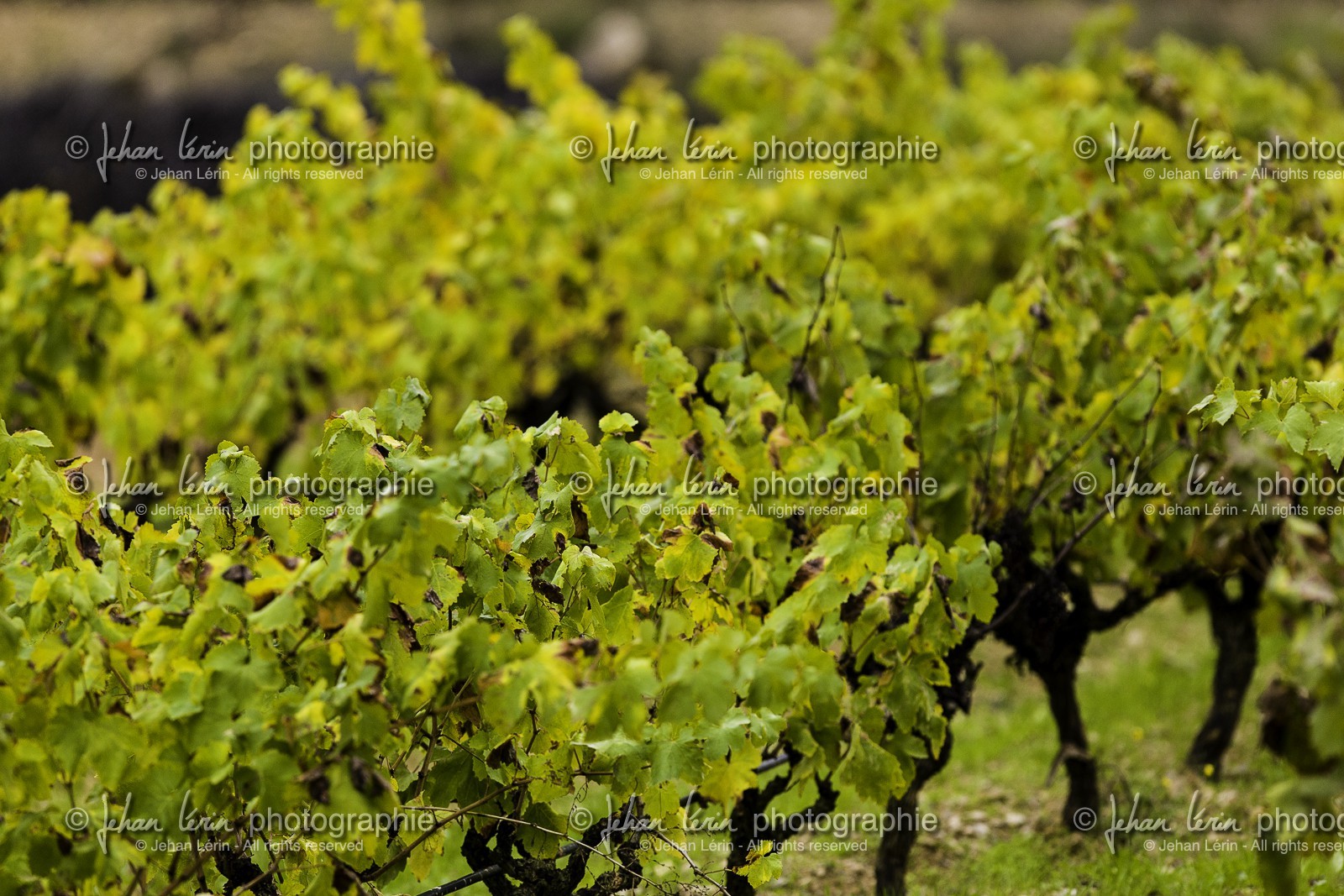 racc-spain-2012_ss3-terra-alta_vilbal-dels-arcs_09-11-2012-4842.jpg
